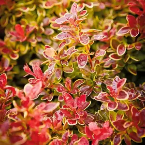 Berberis 'Admiration'